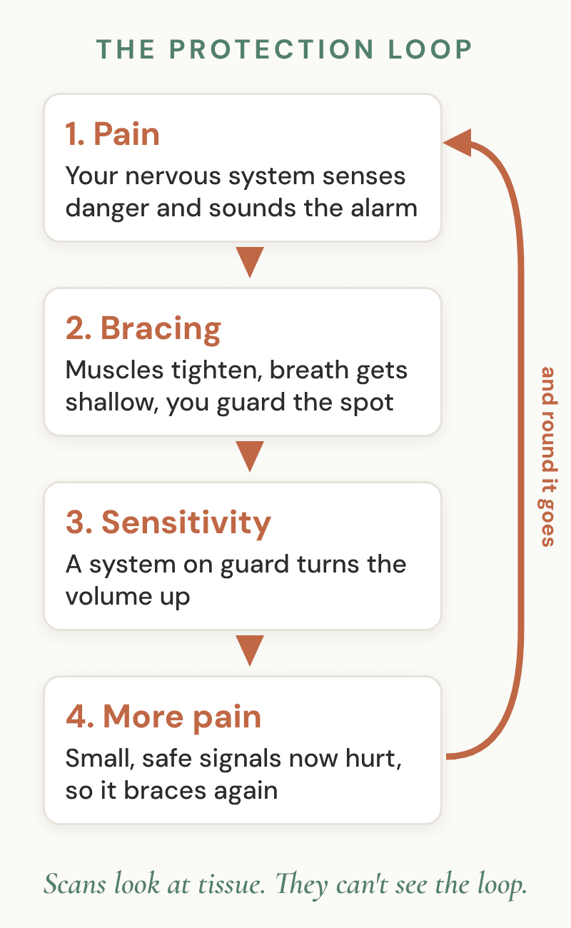 Four steps stacked with arrows between them and one arrow back to the top: pain, then your body braces, then your nervous system grows more sensitive, then small safe signals hurt more, and round it goes.